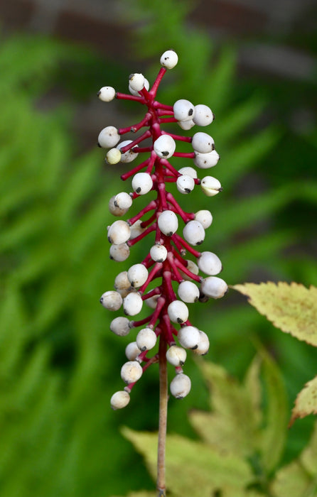 Doll’s Eyes (Actaea pachypoda) BARE ROOT