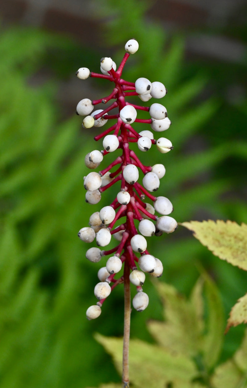 Doll’s Eyes (Actaea pachypoda) SHIPS BEGINNING WEEK OF 12/2