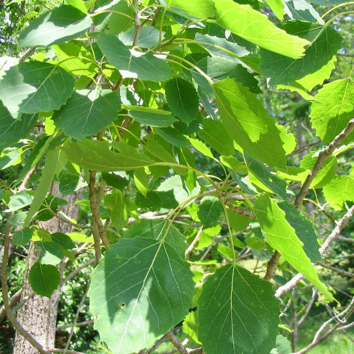 Bigtooth Aspen (Populus grandidentata)