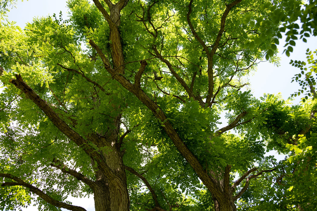 Kentucky Coffeetree (Gymnocladus dioicus)