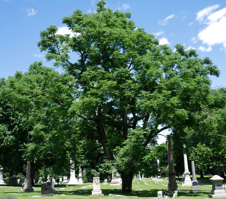 Kentucky Coffeetree (Gymnocladus dioicus)