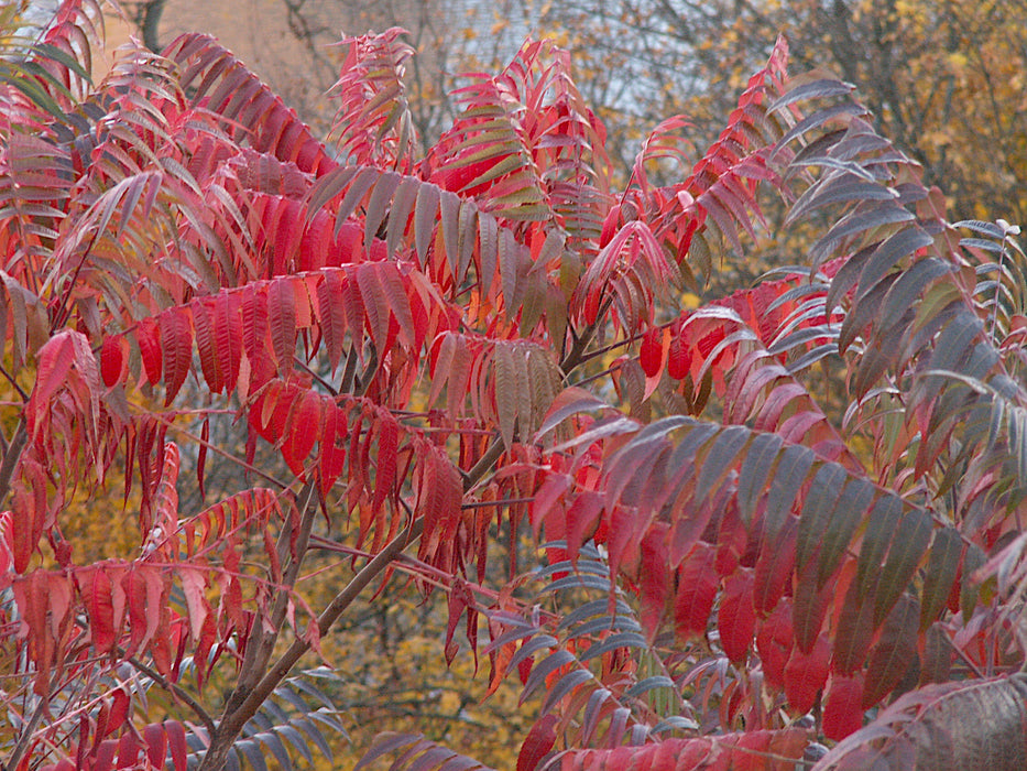 Staghorn Sumac (Rhus typhina)