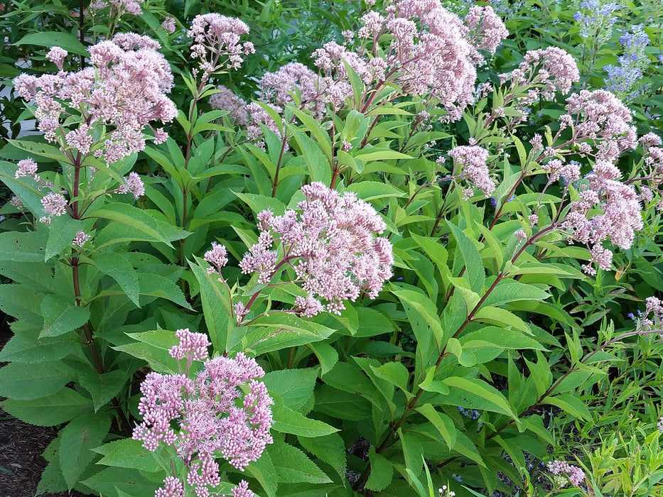 Spotted Joe-pye Weed (Eutrochium maculatum) 1 GAL