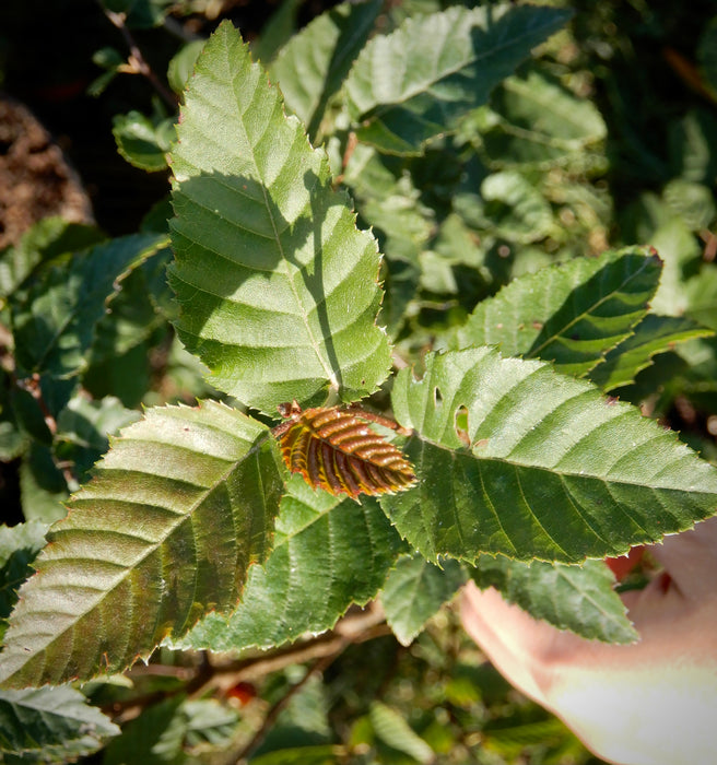 American Hornbeam (Carpinus caroliniana)