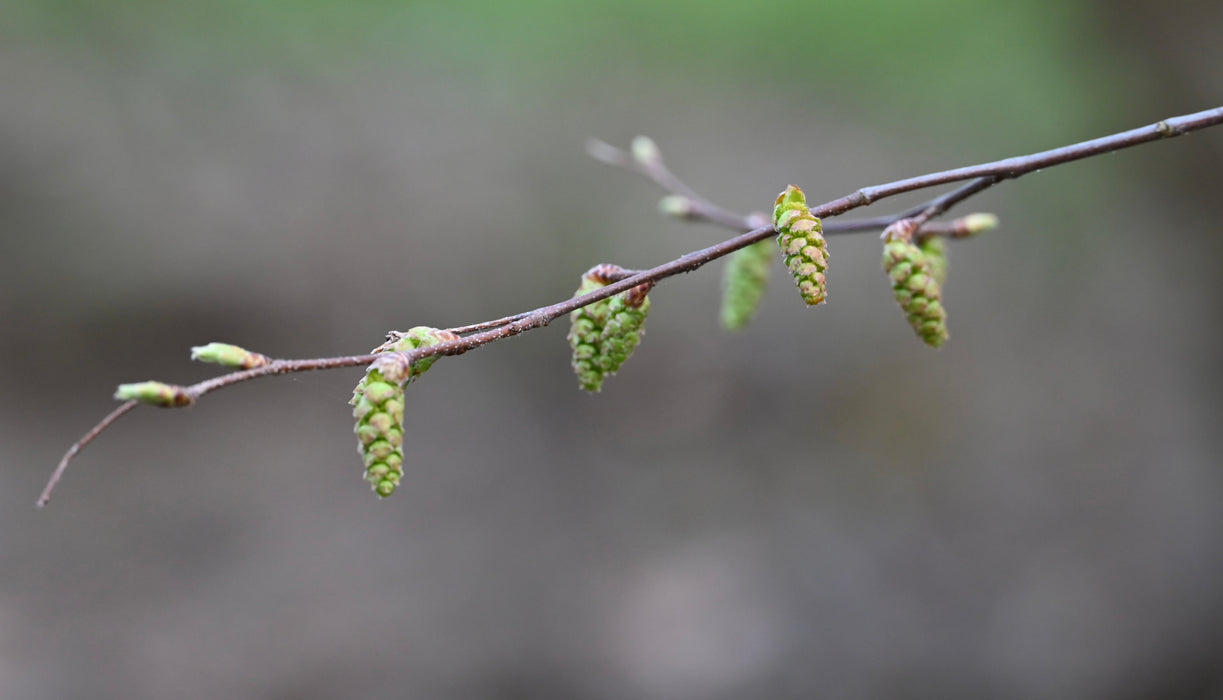 American Hornbeam (Carpinus caroliniana)