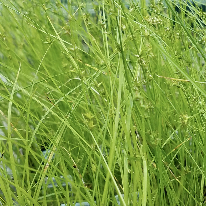 Star Sedge (Carex radiata)
