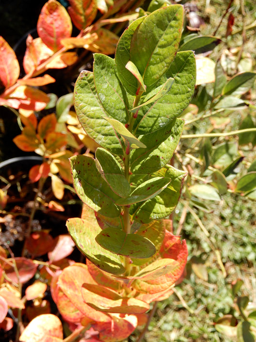 Highbush Blueberry (Vaccinium corymbosum)