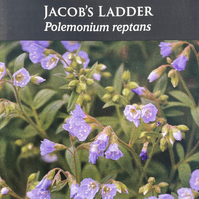 Seed Pack - Jacob’s Ladder (Polemonium reptans)