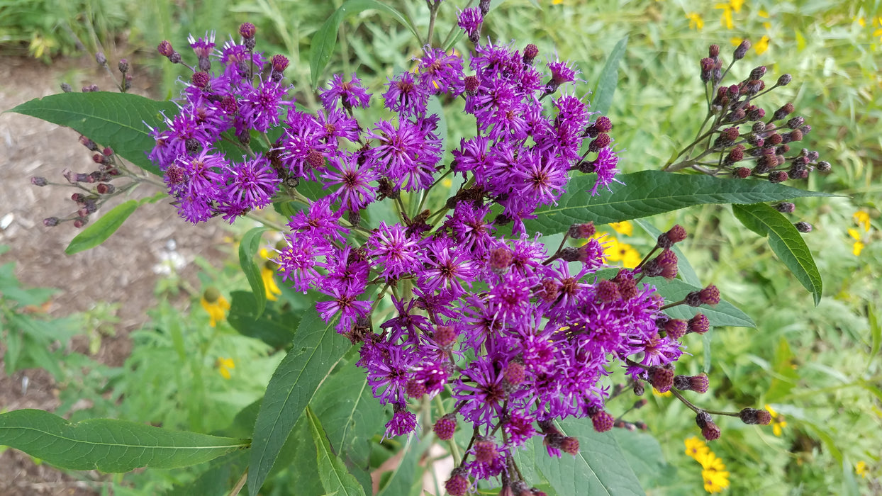 Smooth Ironweed (Vernonia fasciculata) 2x2x3" Pot