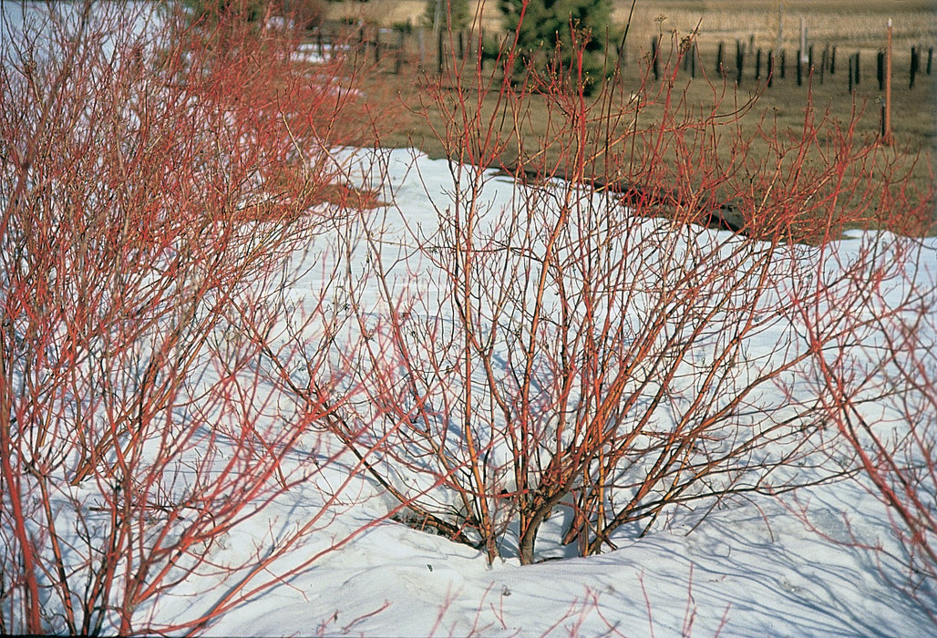 Red Twig Dogwood (Cornus sericea)