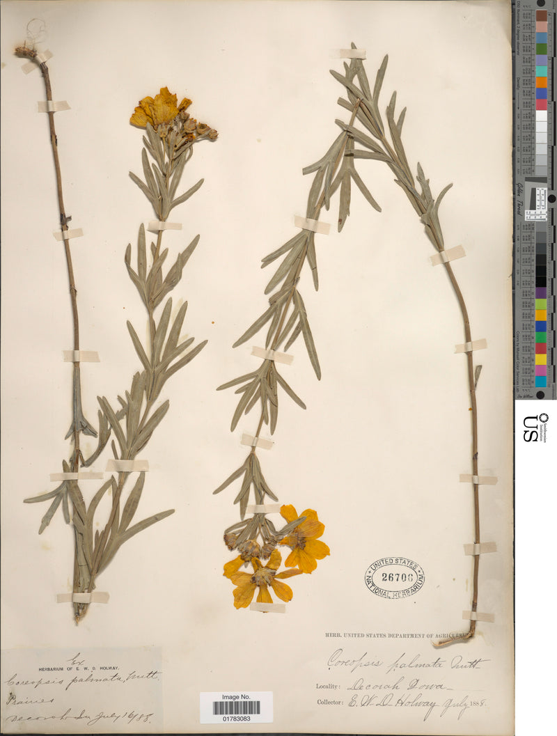 Plains Coreopsis (Coreopsis palmata)