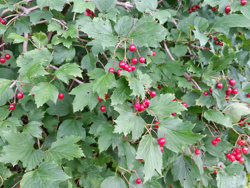 American Highbush Cranberry (Viburnum opulus var. americanum)