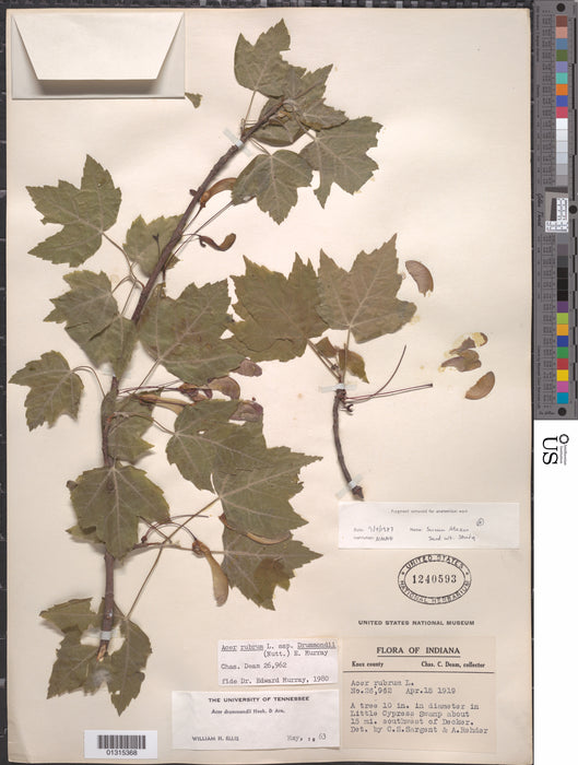 Red Maple (Acer Rubrum)