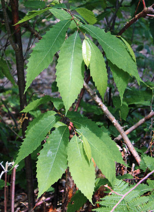 American Chestnut (Castanea dentata)