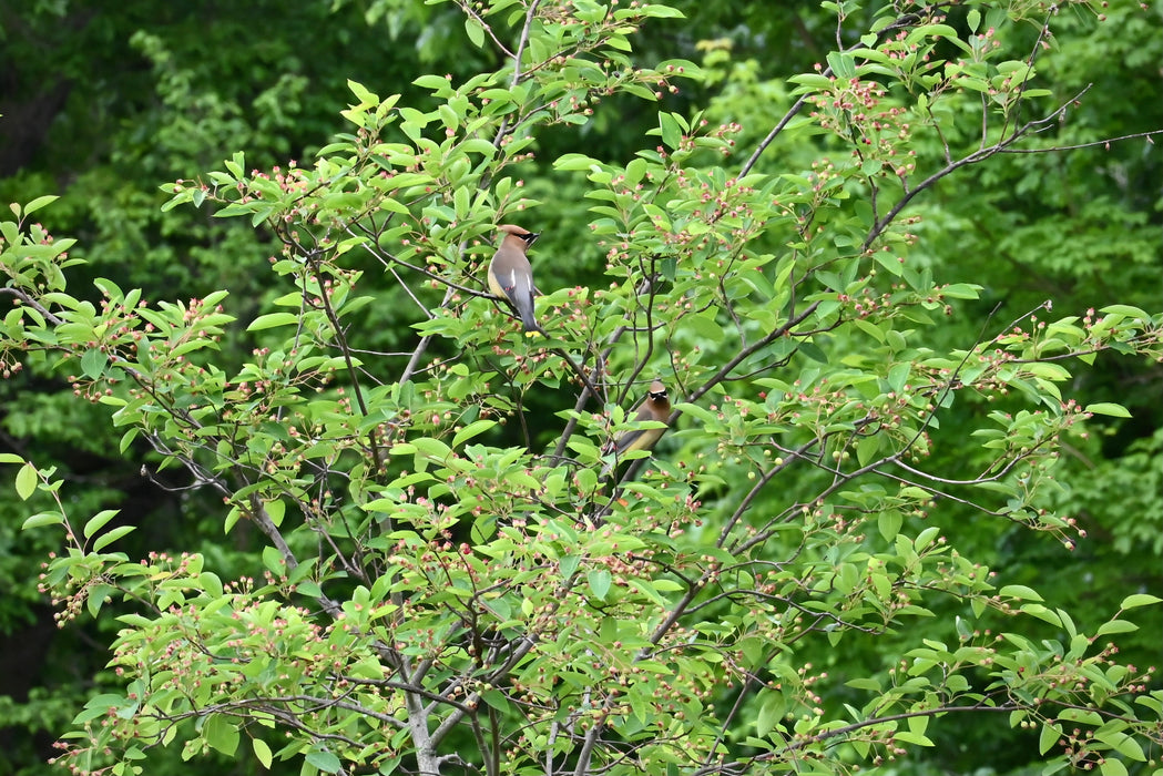 Downy Serviceberry (Amelanchier arborea)