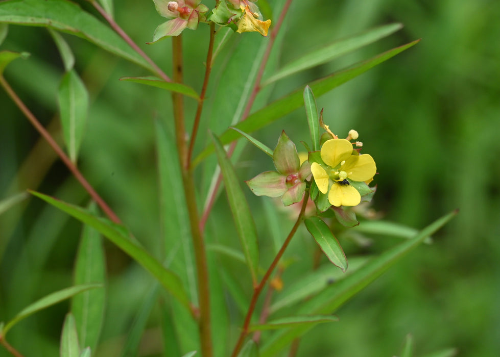 Seedbox (Ludwigia alternifolia)