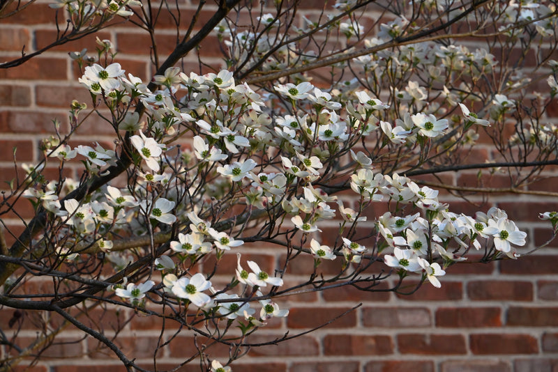 Flowering Dogwood (Cornus florida)