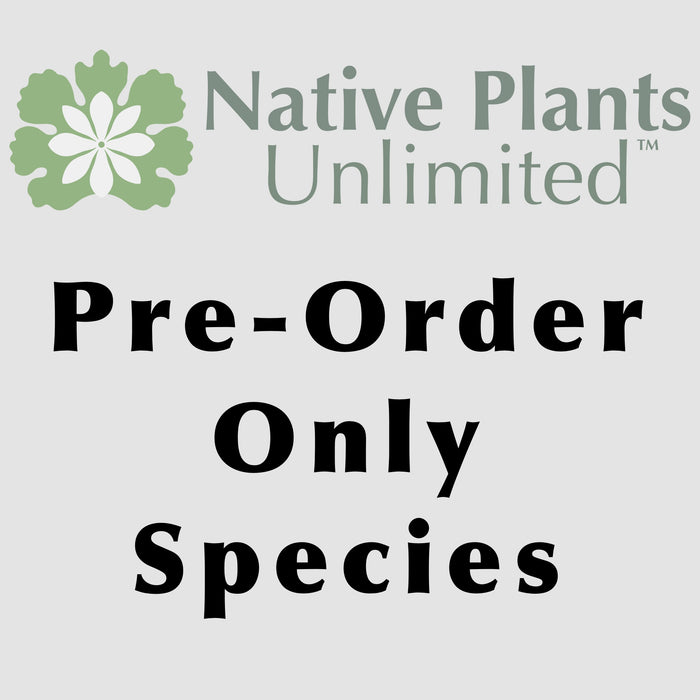 Dwarf Chinquapin Oak (Quercus prinoides)