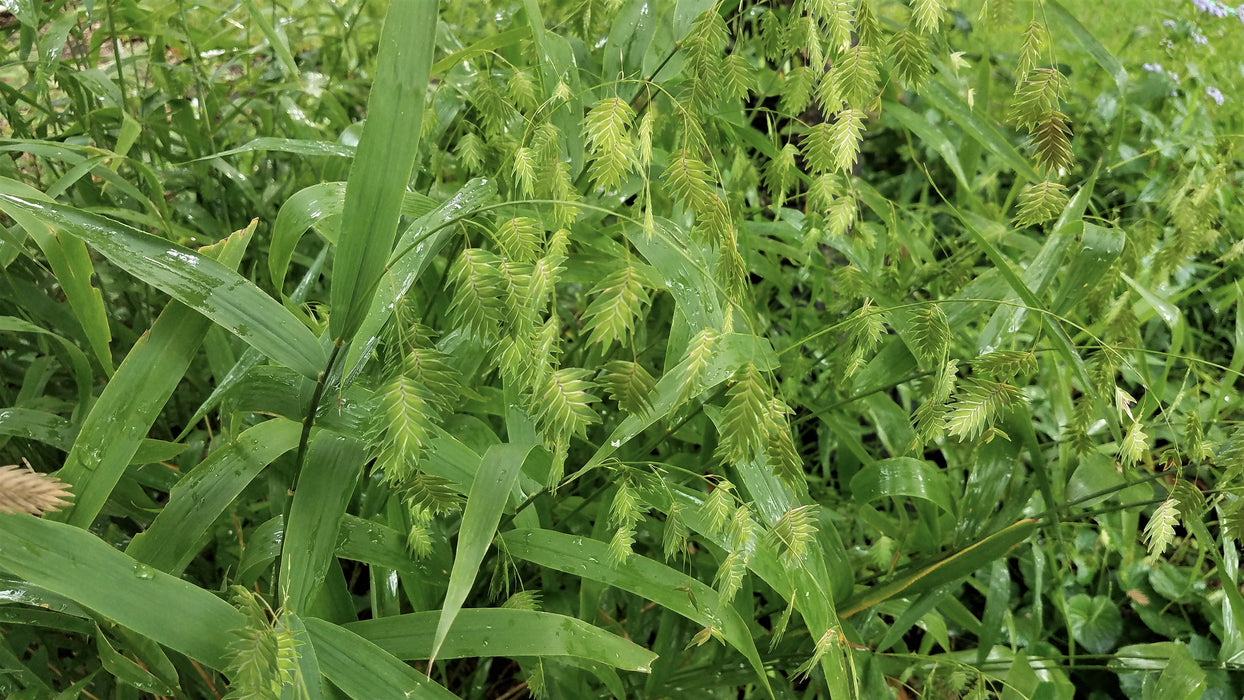 Northern Sea Oats (Chasmanthium latifolium) 2x2x3" Pot