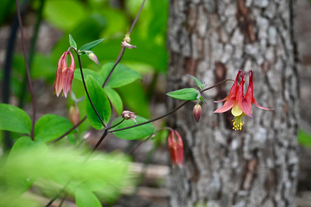 Seed Pack - Columbine (Aquilegia canadensis)