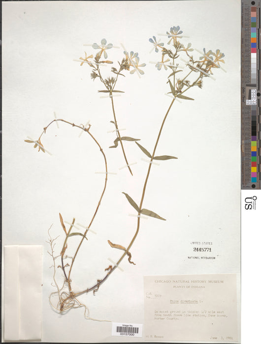 Woodland Phlox (Phlox divaricata)