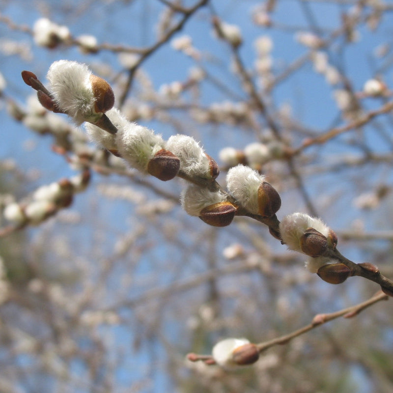 Pussy Willow (Salix discolor)