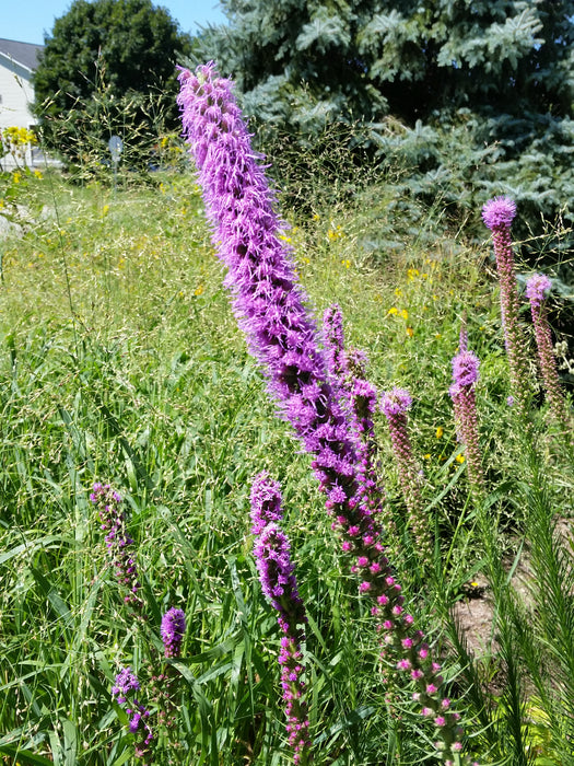 Prairie Blazing Star (Liatris pycnostachya) 2x2x3" Pot