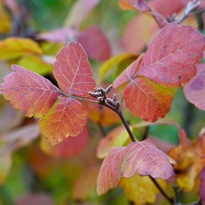 Fragrant Sumac (Rhus aromatica)