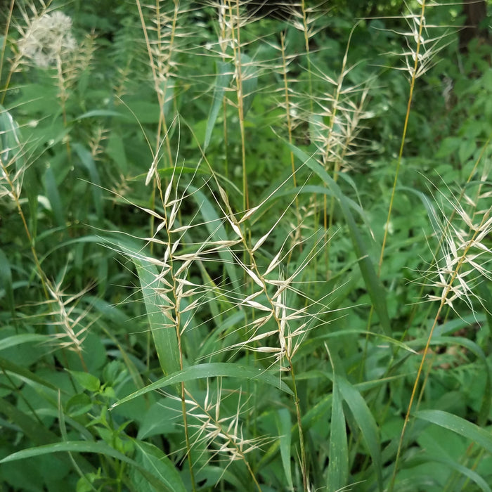 Bottlebrush Grass (Elymus hystrix) 2x2x3" Pot