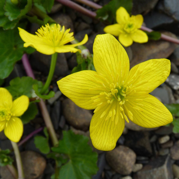 Marsh Marigold (Caltha palustris) 2x2x3" Pot