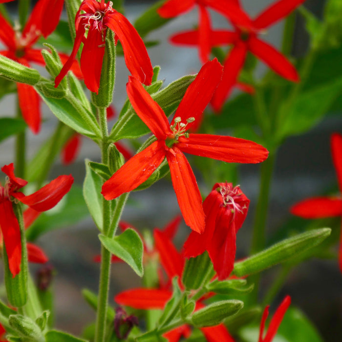 Royal Catchfly (Silene regia) 2x2x3" Pot