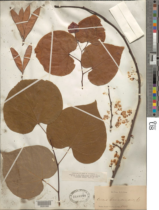 Redbud (Cercis canadensis)