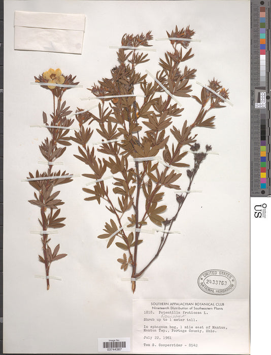 Shrubby Cinquefoil (Potentilla fruticosa)