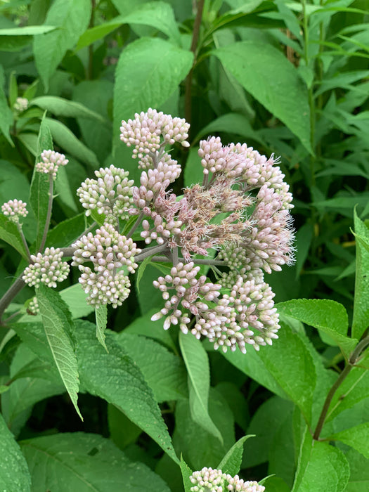 Spotted Joe-pye Weed (Eutrochium maculatum) 1 GAL