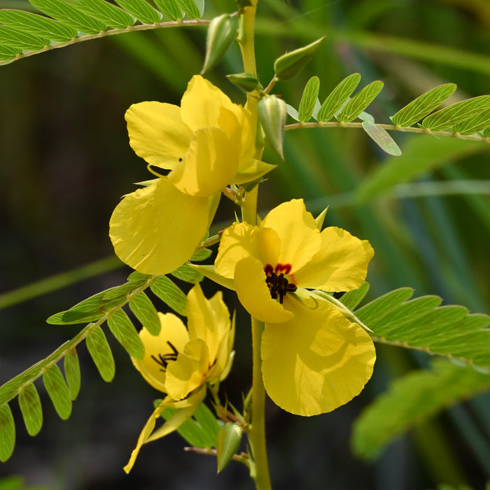 Seed Pack - Partridge Pea (Chamaecrista fasciculata)