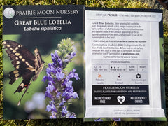 Seed Pack - Great Blue Lobelia (Lobelia siphilitica)