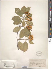 American Bittersweet (Celastrus scandens) 2