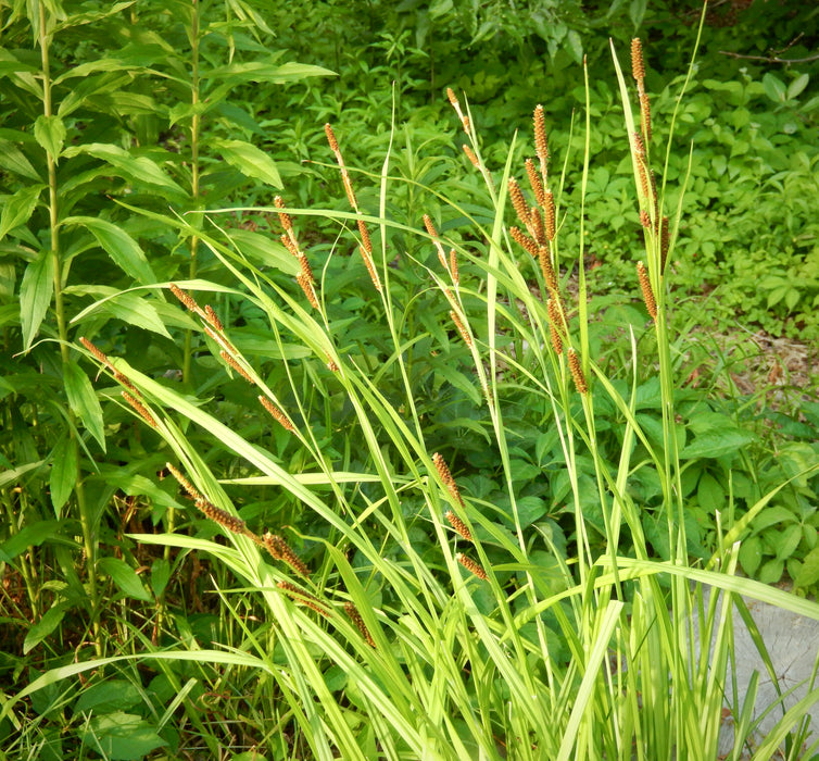 Short's Sedge (Carex shortiana) 2x2x3" Pot