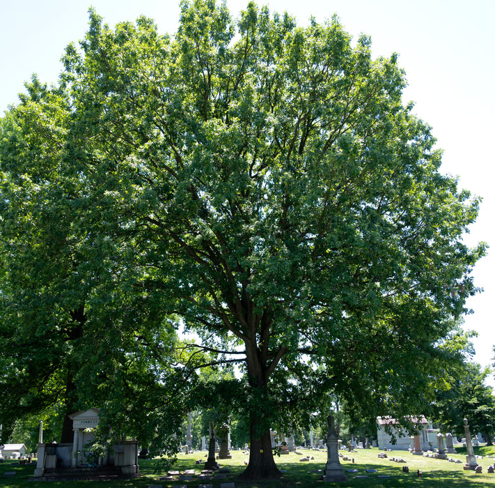 Bur Oak (Quercus macrocarpa)