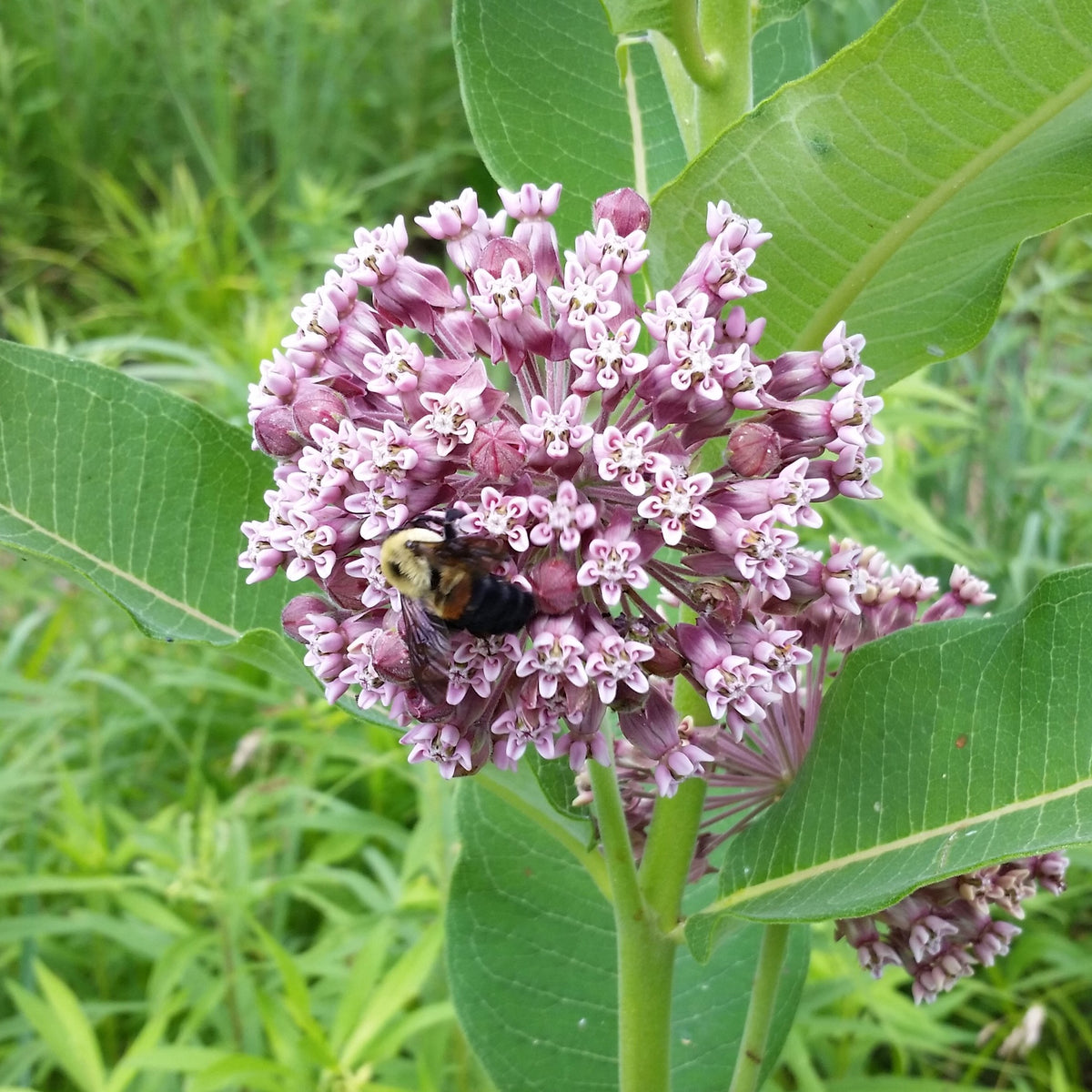 Sullivant's Milkweed (Asclepias sullivantii) 2x2x3\, image size:1200x1200