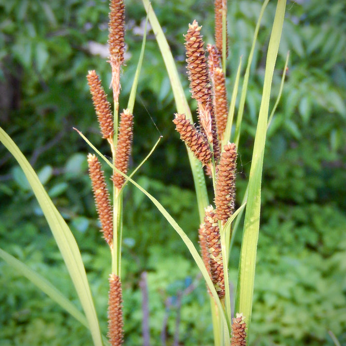 Short's Sedge (Carex shortiana) 2x2x3" Pot