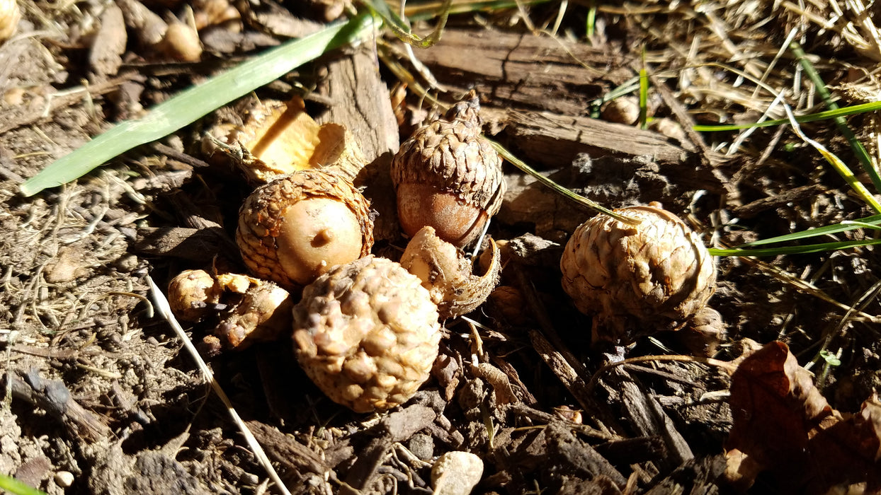 Scarlet Oak (Quercus coccinea)