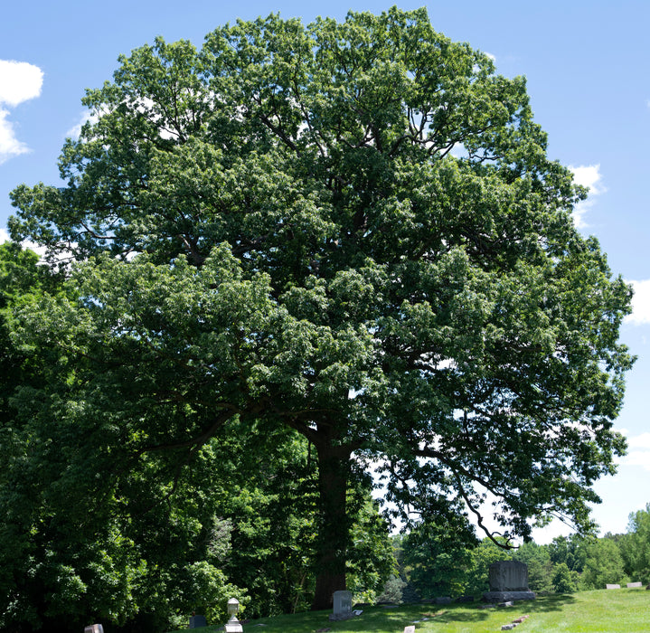 Chinquapin Oak (Quercus muehlenbergii)