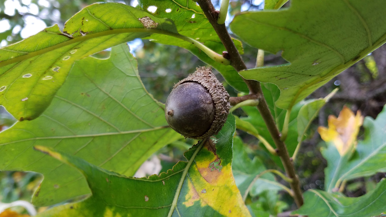 Swamp White Oak (Quercus bicolor)