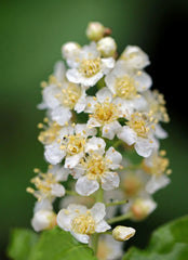 Chokecherry (Prunus virginiana)