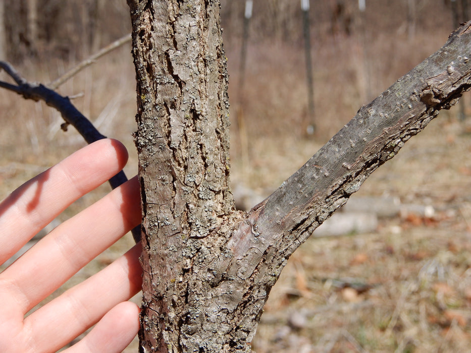 Bur Oak (Quercus macrocarpa)