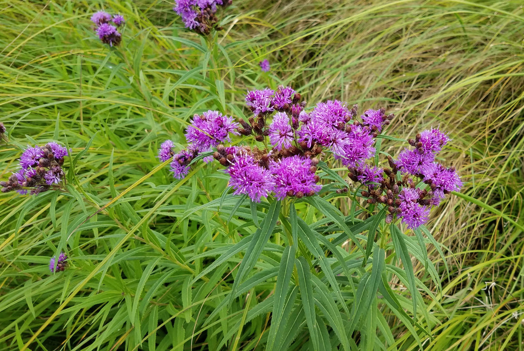 Smooth Ironweed (Vernonia fasciculata) 2x2x3" Pot