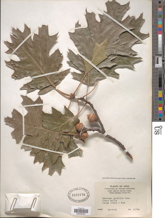 Black Oak (Quercus velutina)