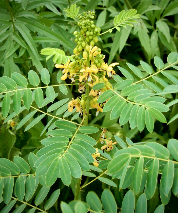 Wild Senna (Senna hebecarpa) 2x2x3" Pot