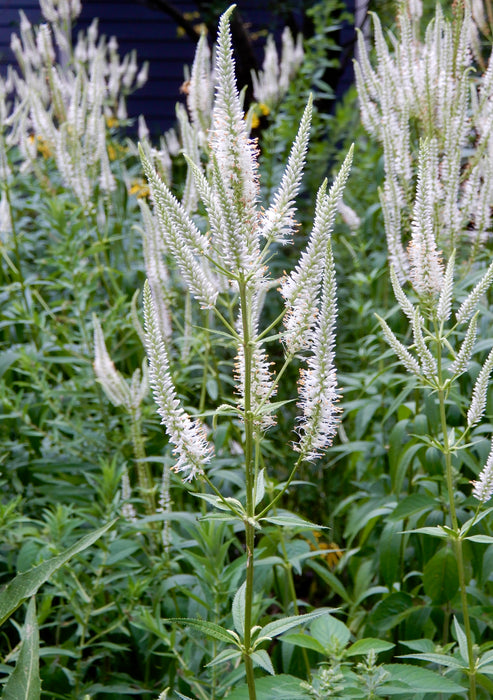 Culver's Root (Veronicastrum virginicum) 2x2x3" Pot